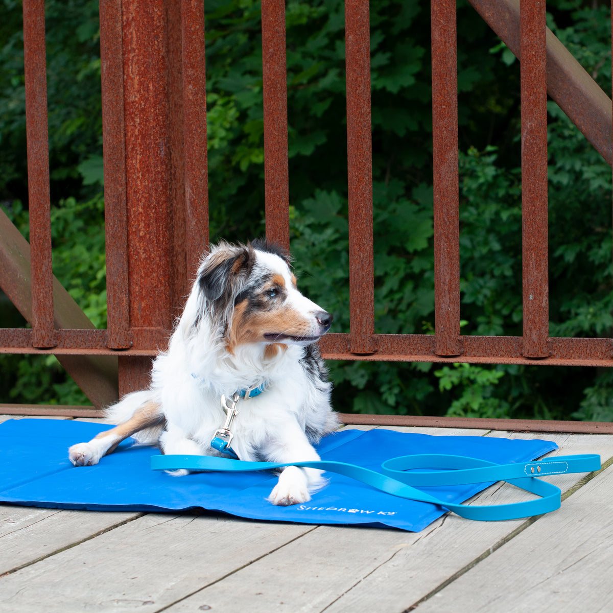 Dog cooling mat costco hotsell