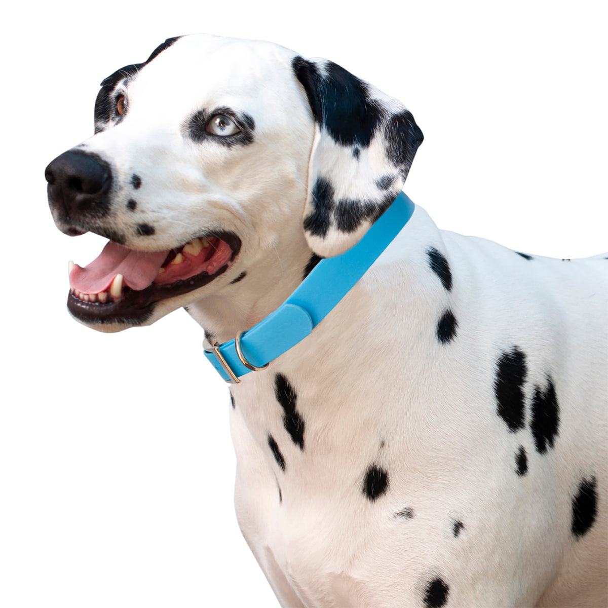 Dapper best sale dog collars